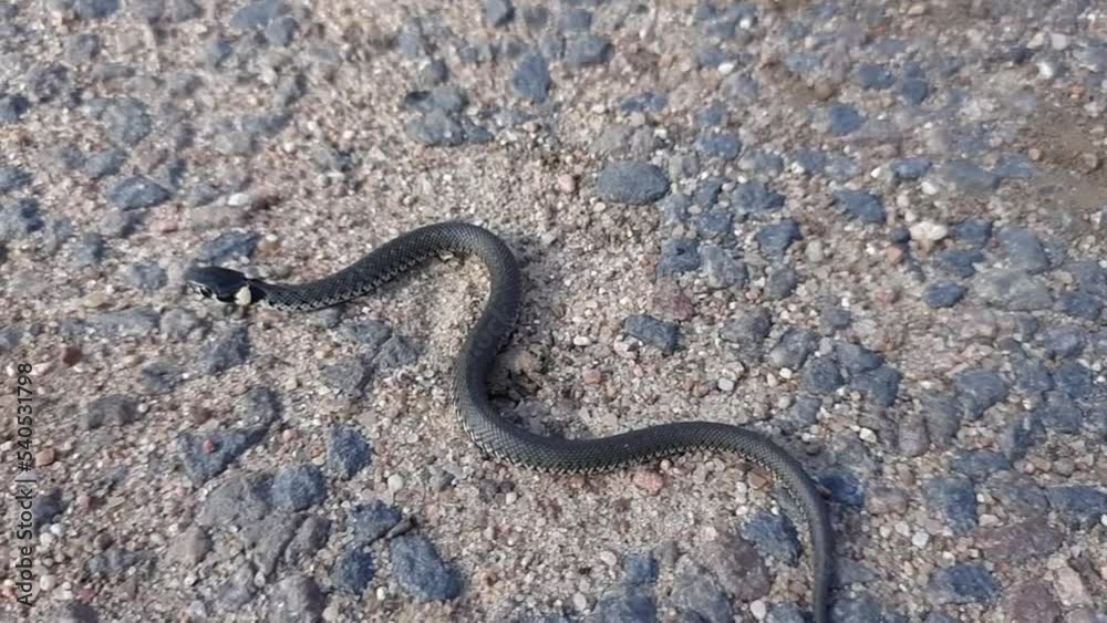An ordinary snake (Latin Natrix) natrix) crawls on the asphalt. Close-up. Slow motion video. An ordinary snake (Latin Natrix) natrix) crawls on the asphalt. Close-up. Slow motion video.