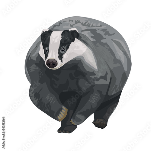 Vector illustration of wild badger isolated on a white background