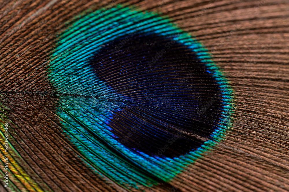 Fototapeta premium Peacock feather close up. Peacock feather close up. Bright background for screensavers.
