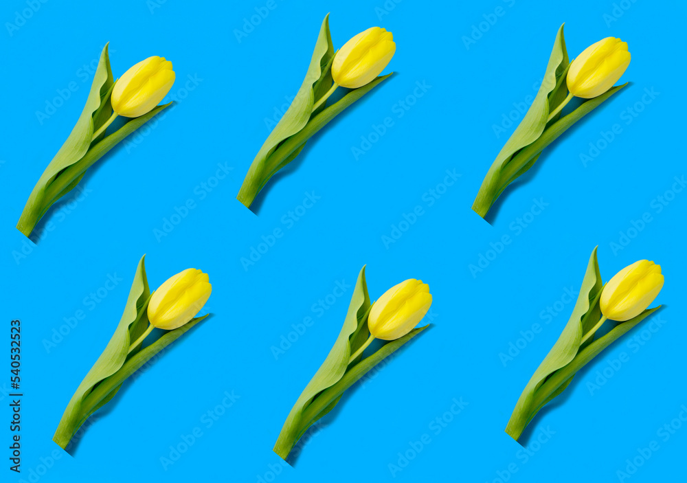 Yellow tulip on the blue background. Top view. Flat lay. Yellow tulip on the blue background. Top view. Flat lay.