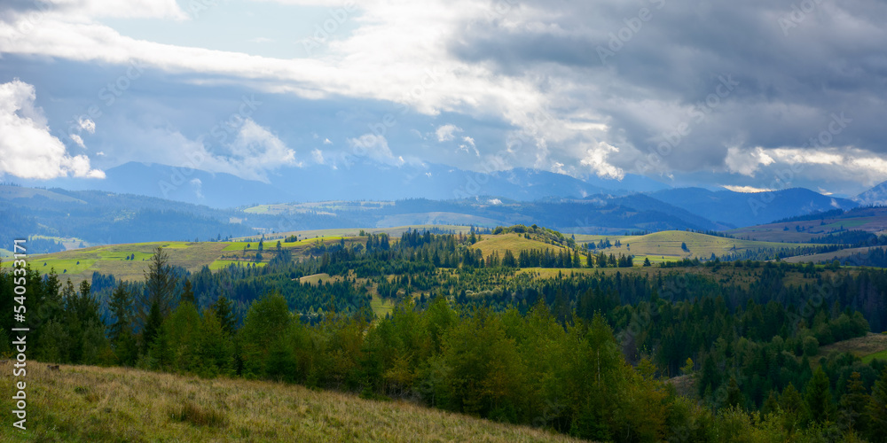 coniferous forest on the grassy hill. mountainous landscape in early autumn on a cloudy day. explore the carpathian countryside