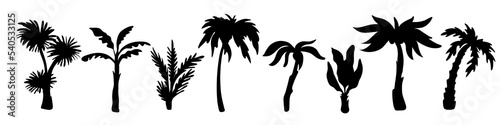 Palm trees silhouettes. Variety exotic plants, black tropical jungle elements, summer flora, rainforest objects, botanical subtropical climate branches, swanky vector isolated set