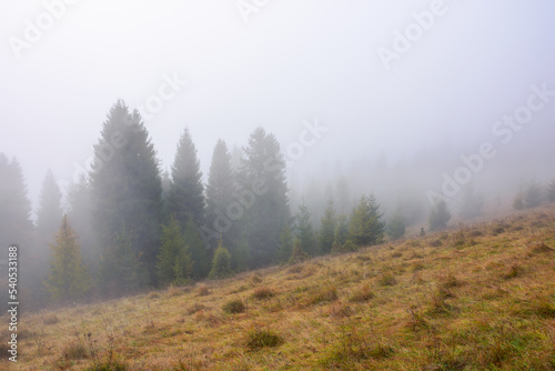 misty autumn landscape in the morning. coniferous trees on the hillside in weathered grass. wilderness nature adventures in fall season