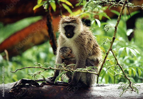 Monkey carrying small cub in the forest. Vervet monkey