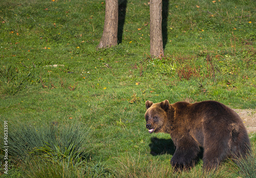 Young brown bear looking back in the meadow in the forest