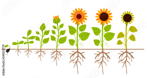 Sunflower growth process. Agricultural plant ripening stages from seed to flowering and fruit-bearing plant, root system, farm flower yellow petals, oilseed culture cycle. Swanky vector concept
