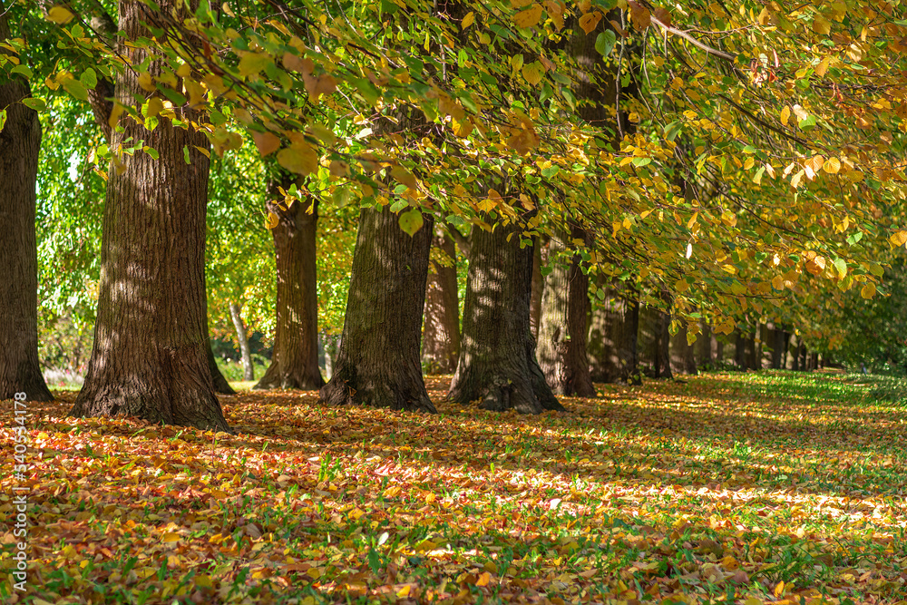 Naklejka premium Trees in autumn