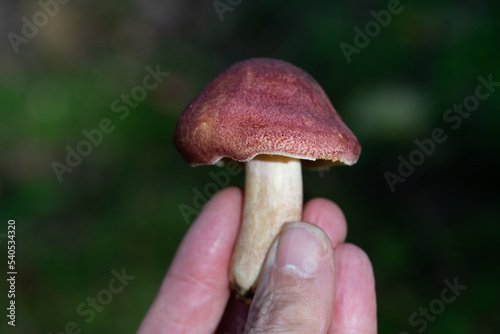 a hand is holding a freshly picked mushroom, against a green background in nature