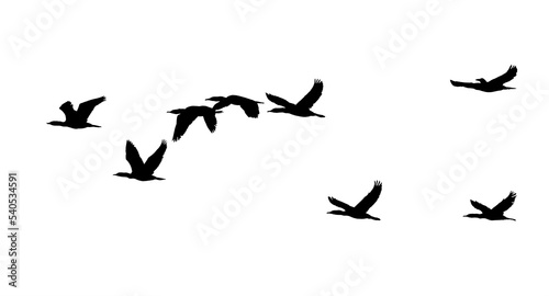 Print op canvas Png flock duck birds isolated clear background
