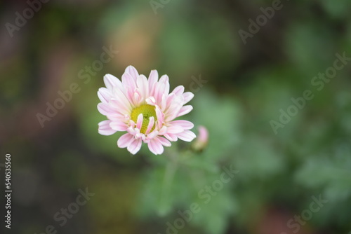 white fluffy daisies, chrysanthemum flowers on a green pink cream delicate  pink chrysanthemums close-up in aster Astra tall perennial,
new english (morozko, morozets) texture gradient purple flower 