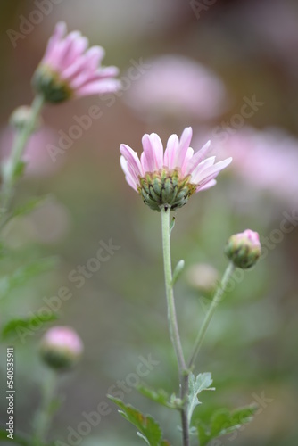white fluffy daisies  chrysanthemum flowers on a green pink cream delicate  pink chrysanthemums close-up in aster Astra tall perennial  new english  morozko  morozets  texture gradient purple flower 
