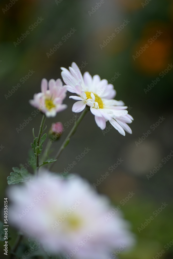 white fluffy daisies, chrysanthemum flowers on a green pink cream delicate pink chrysanthemums close-up in aster Astra tall perennial,
new english (morozko, morozets) texture gradient purple flower white fluffy daisies, chrysanthemum flowers on a green pink cream delicate pink chrysanthemums close-up in aster Astra tall perennial,
new english (morozko, morozets) texture gradient purple flower