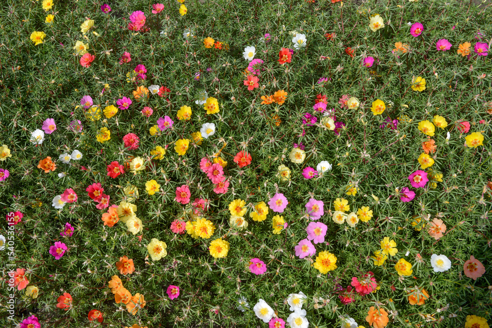 Groundcover layer of flowering Portulaca grandiflora plants.