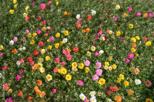 Groundcover layer of flowering Portulaca grandiflora plants. photo