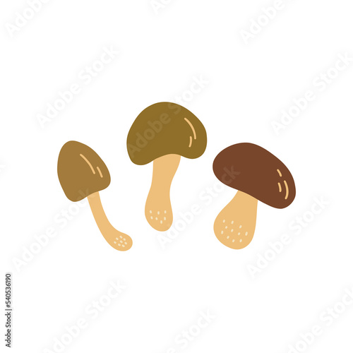 Set of edible mushrooms. Colorful vector isolated illustration hand drawn doodle. Print or card. Forest autumn harvest