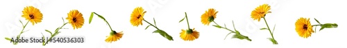 Calendula flowers with leaves isolated. Natural medicine and cosmetics