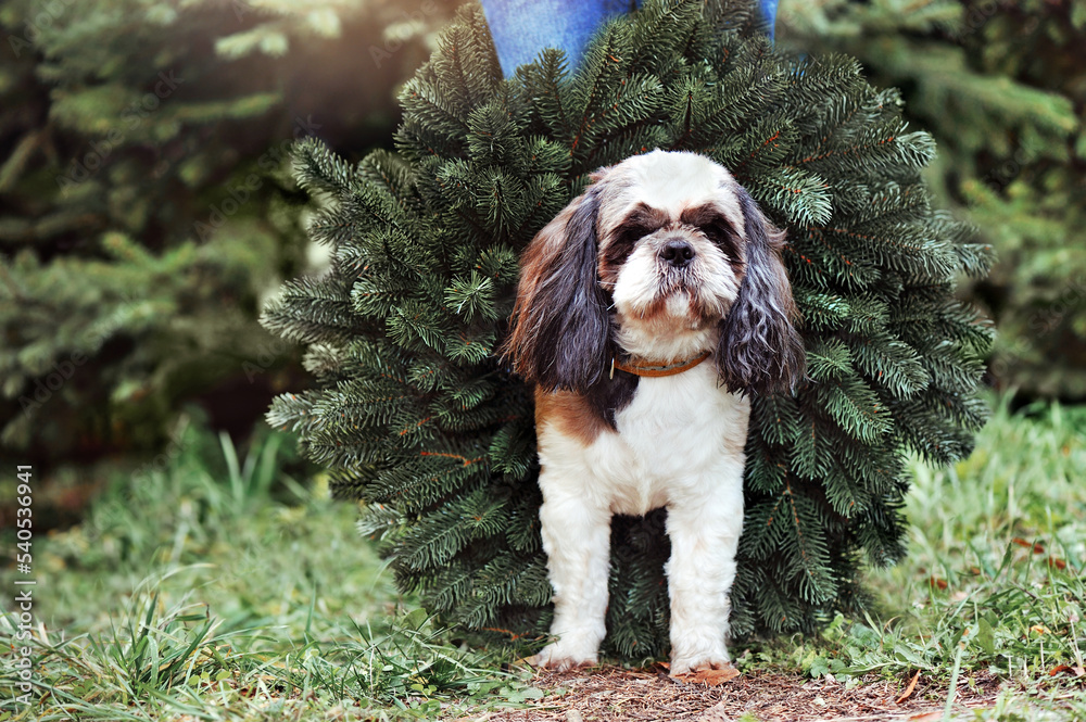 Shih tzu dog with a Christmas wreath arounf the neck as a collar