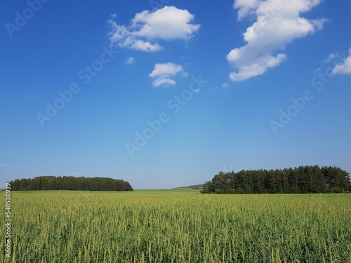 Field of green ears of wheat