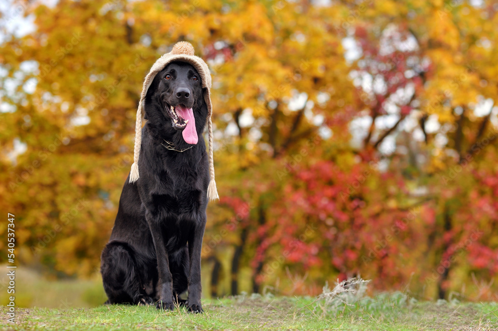 Ful llength picture of black shepherd wearing knitted beige hat