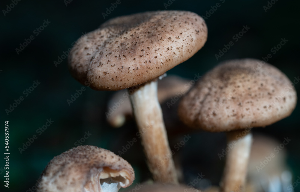 Close-up of a group of brown mushrooms growing on the forest floor. There are small brown spots on the caps of the mushrooms. Close-up of a group of brown mushrooms growing on the forest floor. There are small brown spots on the caps of the mushrooms.