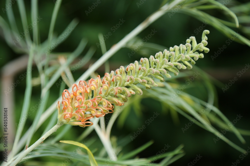 Fototapeta premium Beautiful Grevillea flower on the background of nature. The background of a flowering shrub Grevillea.