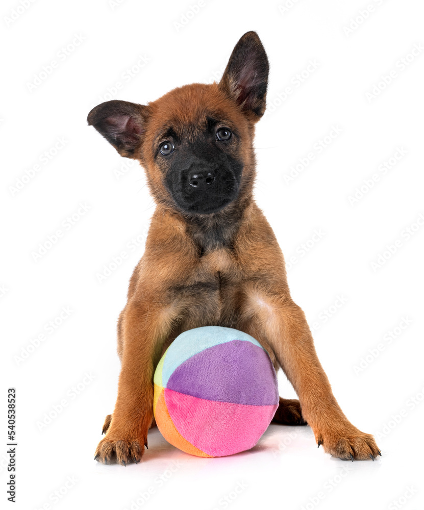 Obraz premium puppy malinois in studio