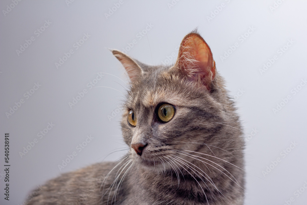 cute grey cat sit on the white background cute grey cat sit on the white background
