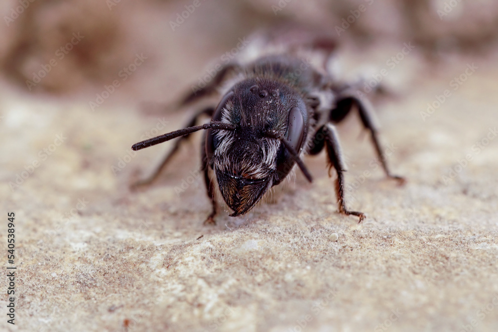 Fototapeta premium Frontal closeup on a Mediterranean dark black solitary mason bee, Osmia cephalotes