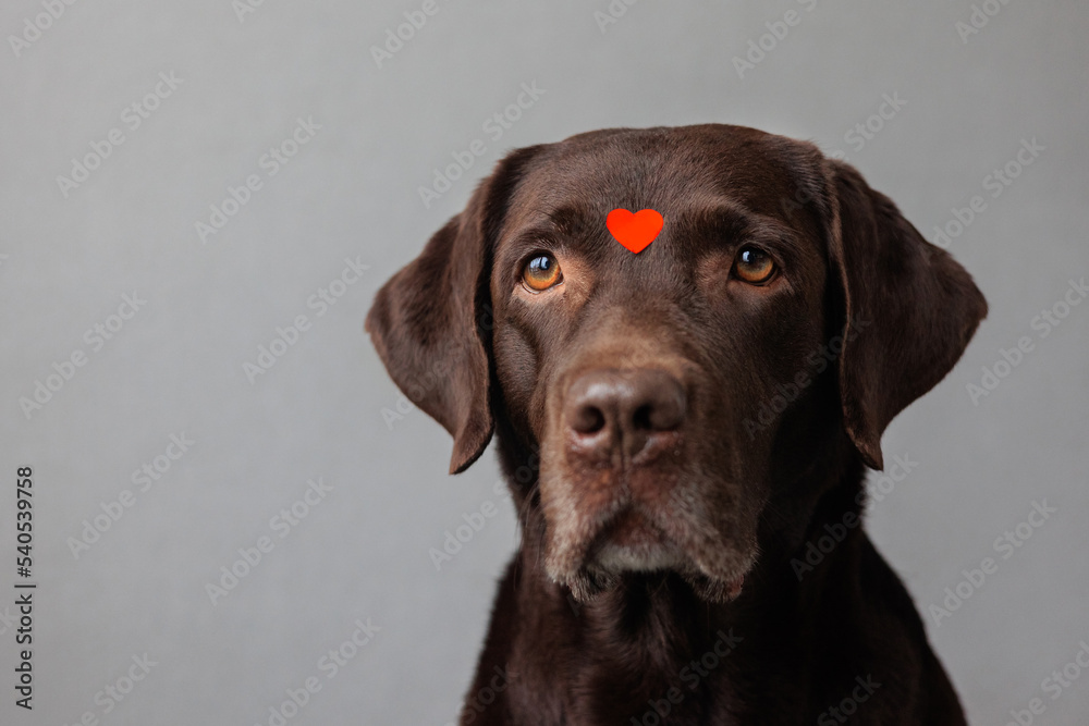 Fototapeta premium dog is a chocolate labrador retriever with hearts on his head and nose. valentine's day, date or birthday party. A beautiful Labrador dog, in love and joyful. feelings of love and infatuation