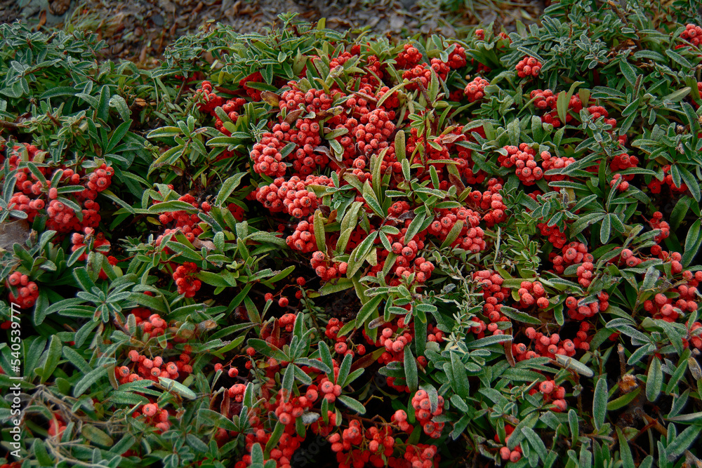 Pyracantha coccinea. Ripe firethorn fruits grow on firethorn bushes. A cluster of pyracantha berries.
