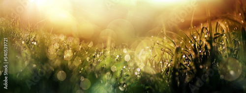 Summer or spring background banner with fresh gras and bokeh nature art abstract