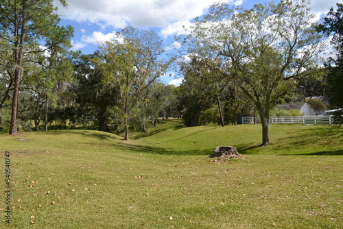Green grass on the ground of cane plantation, West Columbia, South Texas