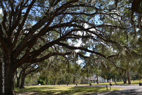 Amazing giant trees with Spanish moos at the old plantation estate in south Texas © Marta