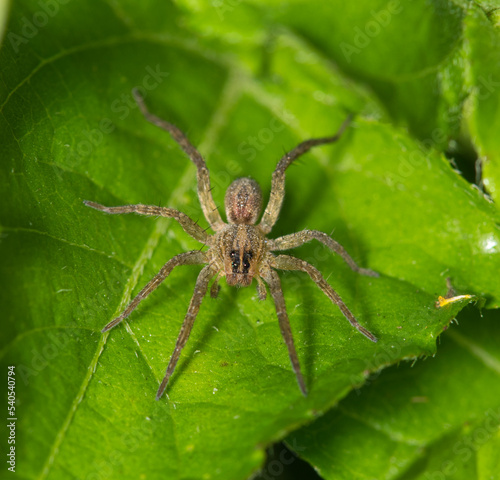 Wolf spider (Lycosidae) on green leaves hunting in a suburban backyard facing the camera. Common species found worldwide.