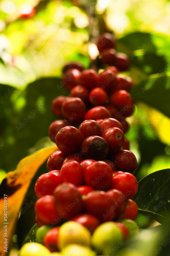 coffee on a branch
coffee harvested by a farmer
coffee on a branch
coffee harvested by a farmer