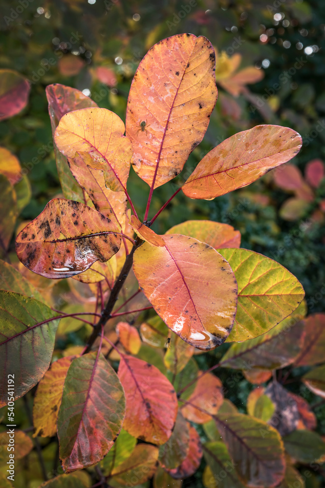 Obraz premium Autumn leaves after the rain
