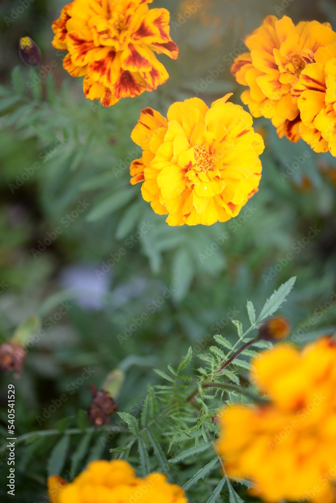 yellow-orange blackberry, marigolds close-up background, on a sunny day, blurred background, flower tagetes close-up on a green background on an autumn sunny day, orange marigold color, red flowers yellow-orange blackberry, marigolds close-up background, on a sunny day, blurred background, flower tagetes close-up on a green background on an autumn sunny day, orange marigold color, red flowers
