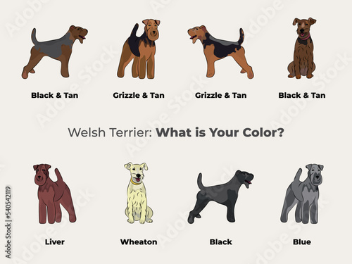 Welshie colors. Cute Welsh Terrier dogs characters in various poses, design for print, adorable and cute cartoon vector set, WT in different poses. All popular colors.Dog Drawing collection, Welsh set photo