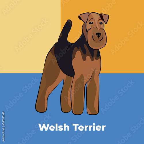Greeting card with a sitting staying Welshie breed dog. Colorful dog art. The postcard is for dog lovers. Pet character postcard art. Funny dog mascot, detailed WT pet illustration. Welsh Terrier.