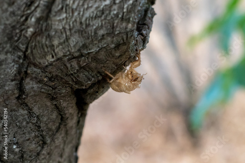 Cicada nymph shell on a tree trunk