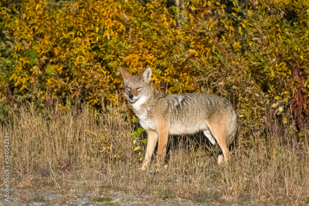 A coyote walking in the tundra in Yukon, beautiful wild animal
