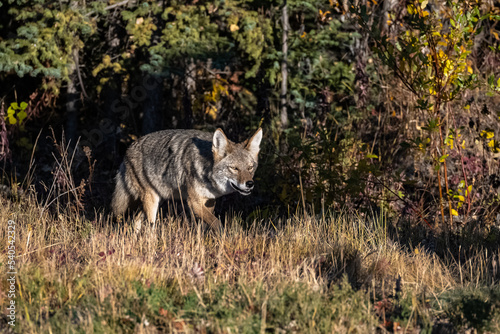 A coyote walking in the tundra in Yukon  beautiful wild animal 