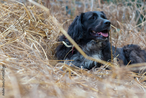 A black dog lying in a field in tall dry grasses.