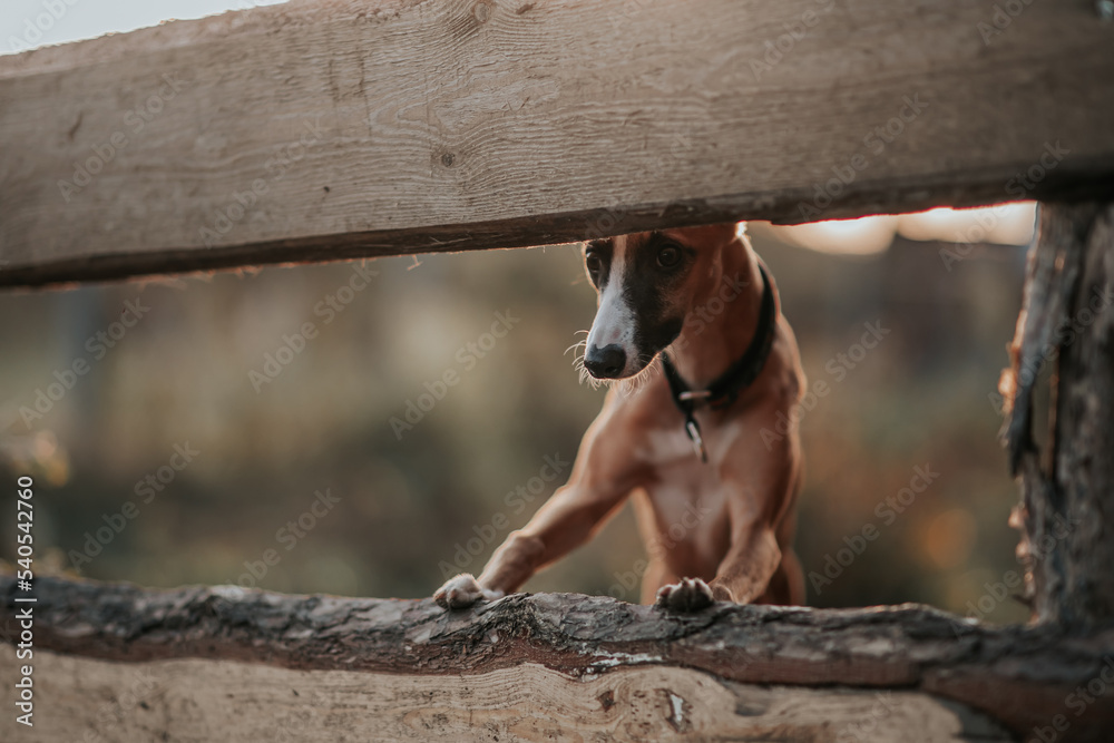 Pies whippet wskoczył na drewniane ogrodzenie