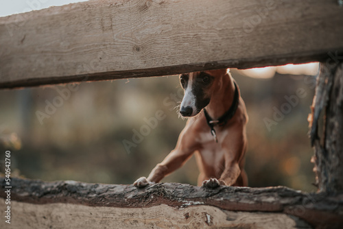 Pies whippet wskoczył na drewniane ogrodzenie