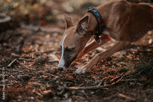 Obraz na płótnie Pies whippet węszy w ziemi szukając nosem w salonie