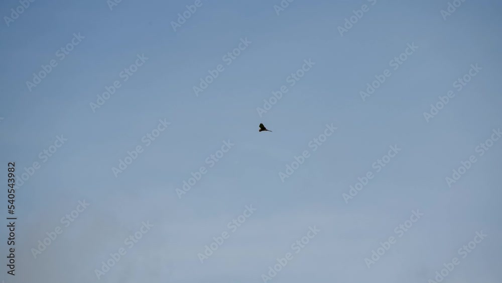 a kestrel (Falco tinnunculus) raptor in flight and hovering looking for prey a kestrel (Falco tinnunculus) raptor in flight and hovering looking for prey