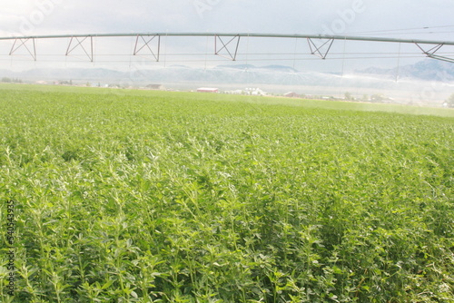 green field of soy beans