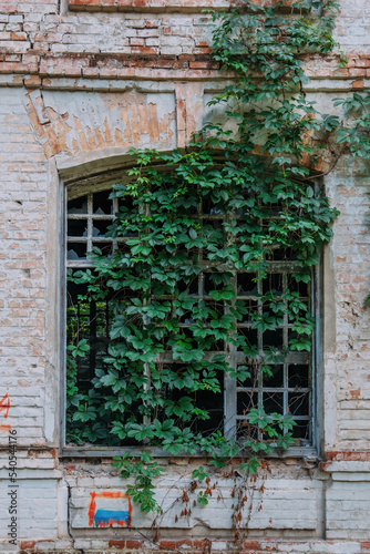 Fototapeta Naklejka Na Ścianę i Meble -  Overgrown window of ruined abandoned building