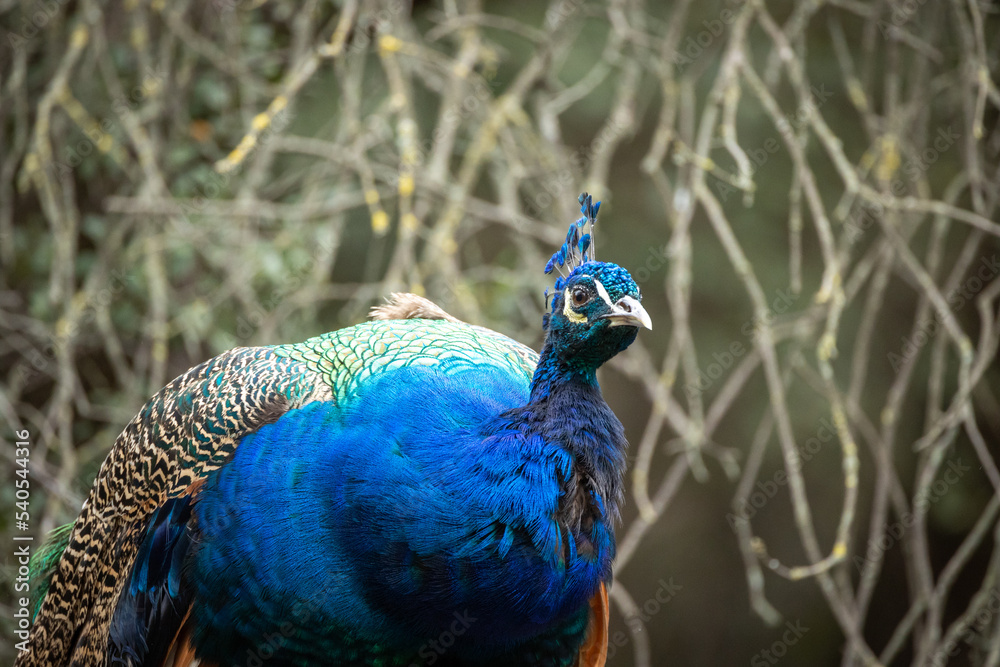 Fototapeta premium paon en gros plan dans un parc